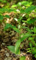 okrotice bílá - Cephalanthera damasonium